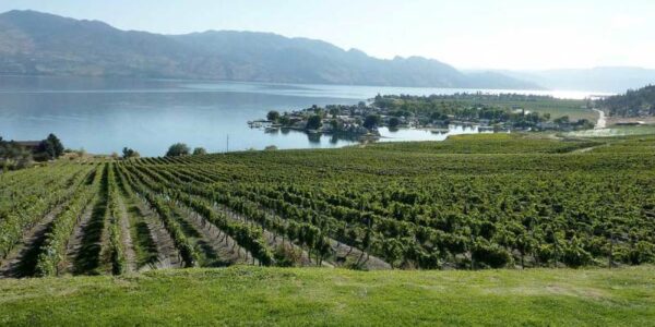 Vineyards in Kelowna, British Columbia