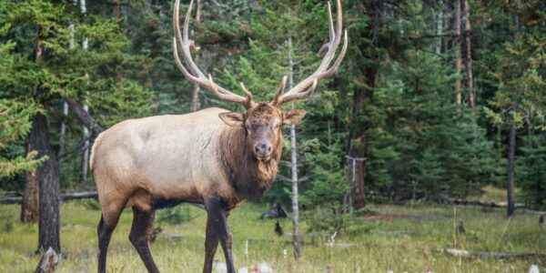 Wild caribou grazing in Banff National Park during guided wildlife tour