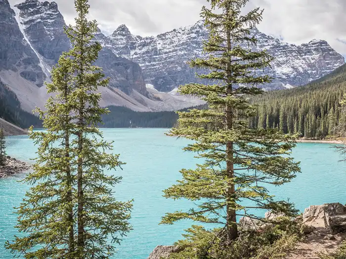 Moraine Lake with turquoise waters surrounded by pine trees and snow-capped Rocky Mountains.