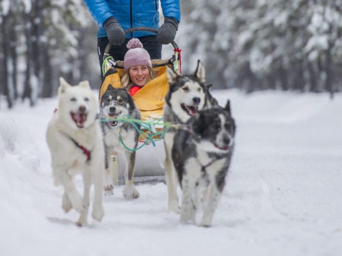 People dog sledding on trails in the Annie Lake area