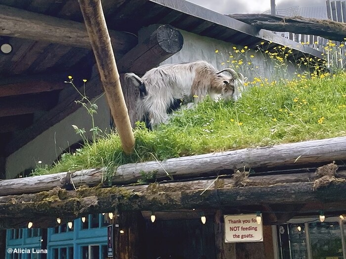 ©DCT-AliciaLuna-CoombsMarket