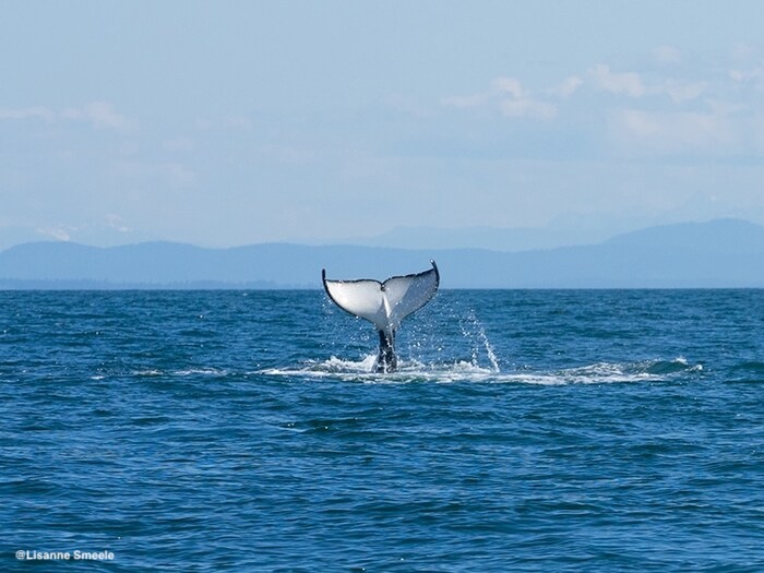 ©DCT-LisanneSmeele-WhaleWatching
